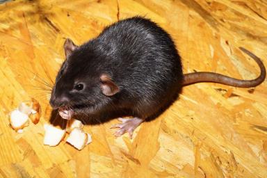 Стоит ли заводить домашнюю крысу: плюсы и минусы питомца