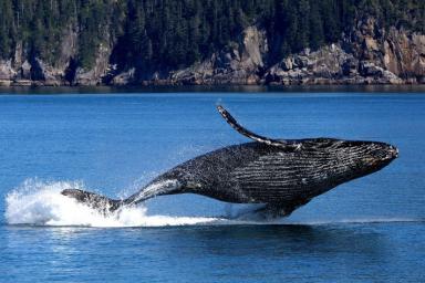 Эксперты взвешивают китов при помощи беспилотников