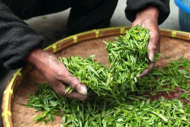 Специалисты установили еще одно полезное свойство зеленого чая