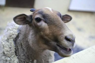 В Гомеле привязанная у магазина овца разбудила жителей многоэтажек