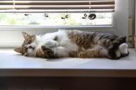 Стало известно, когда в Гомеле включат отопление в квартирах