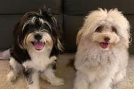 Пес с «человеческим лицом» стал звездой соцсетей