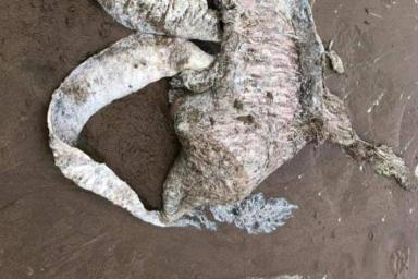 На британском пляже нашли огромное загадочное существо