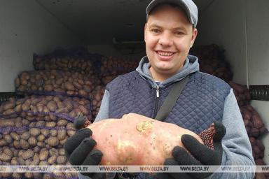 Картофель-гигант вырастили фермеры в Ивьевском районе
