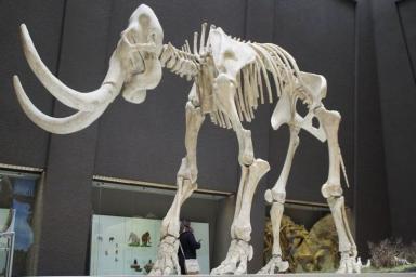 Группа ученых рассказала, где и когда погибли последние мамонты