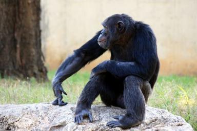 Учёными доказано существование у обезьян «теории разума»