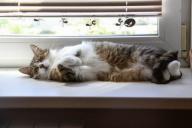 В Витебске начали включать отопление в административных зданиях и на предприятиях