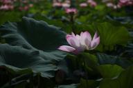 Какие полезные привычки дзен-буддистов стоит взять на заметку