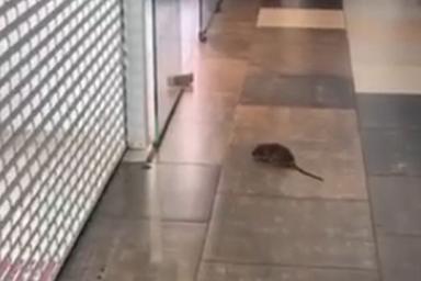 Минчанин потерял крысу в торговом центре. Грызун устроил переполох  