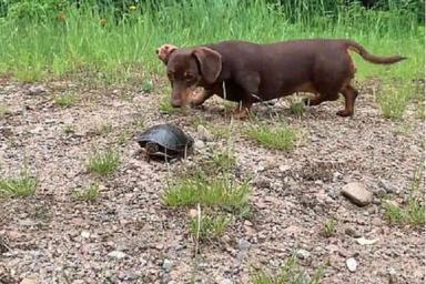 Такса впервые повстречала черепаху и была шокирована 