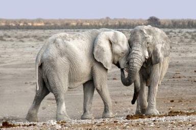 Ученые выяснили, по какой причине вымирают дикие слоны
