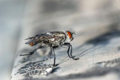 Ученые из Швейцарии создают робота-муху