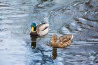 Наблюдение за утками помогает избавиться от стресса