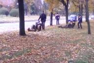Пришла осень: в Могилеве коммунальщики косят опавшие листья
