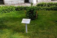 В Минске запускают счетчик деревьев и кустарников