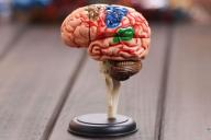 Ученым удалось оживить мертвый мозг на несколько недель