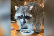 Голодный енот устроил погром в московском кафе и попал на видео