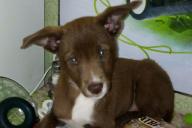 В Минске парень познакомился с женщиной на улице, схватил ее собаку и убежал