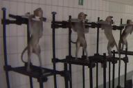 «Макаки в стальных тисках, окровавленные собаки с трубками»: В Германии ставили безумные опыты над животными