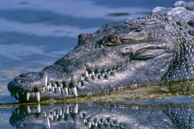 Крокодил убил верующую, направлявшуюся в церковь