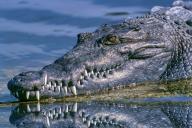 Крокодил убил верующую, направлявшуюся в церковь