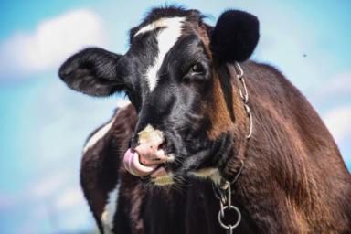 В России остановили «Жигули» с краденой коровой в салоне