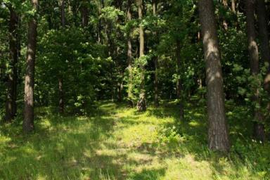 В Беларуси по-прежнему люди исчезают в лесах: на этот раз искали под Лельчицами