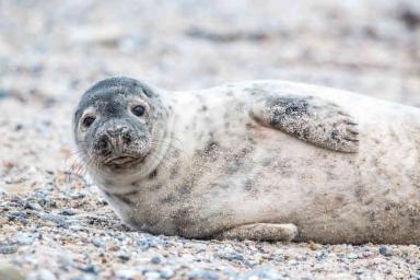 Мужчина спас тюленя и едва не лишился гениталий