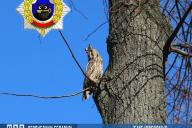 Необычная ночная гостья навестила белорусский Департамент охраны МВД