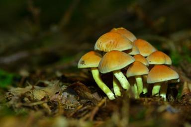 Китайские ученые-микологи заинтересовались белорусскими грибами