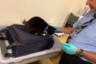 Кошка тайно пробралась в чемодан хозяев, и у тех возникли проблемы в аэропорту