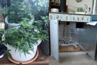 Минчанин выращивал коноплю в тумбочке на кухне