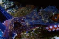 Осьминог был против съемок. Дайвер погрузился на дно и едва не лишился камеры