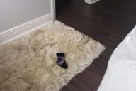 Настоящая магия. Собака исчезает в стенах дома и удивляет хозяев