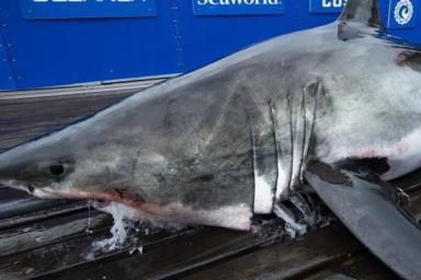 Огромную акулу весом 530 кг нашли мертвой, но страшнее монстр, который убил ее