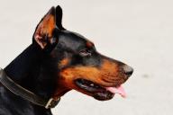 Что делать, если вас укусила собака: рекомендации врача