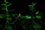 Генетики из России представили люминесцентный табак