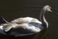 В Могилеве бойцы МЧС спасали лебедя