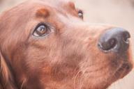 Пес вытянул подушку из-под юноши и оставил его парализованным