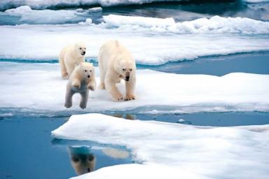 Дикие животные и айсберги. Названы подстерегающие туристов опасности в Арктике