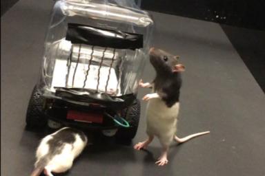 Ученые научили крыс управлять миниатюрными машинами