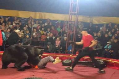 «Хватали детей и бежали»: медведь набросился на дрессировщика во время циркового представления