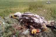 «Закинь орлу на мобилку»: птицы «развели» ученых на деньги