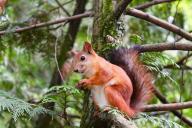 Стоит ли заводить домашнюю белку