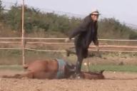 Притворяющаяся мертвой лошадь рассмешила пользователей Сети