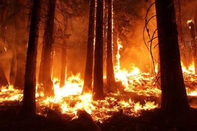 Искусственный интеллект обучили определять лесные пожары