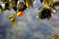 2 хурмы были проданы за 6,5 тысяч долларов в Японии