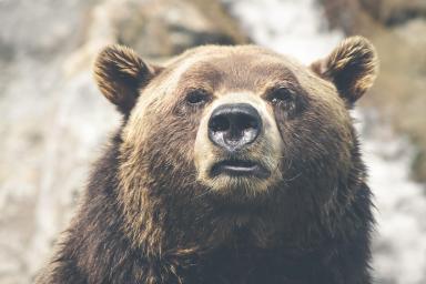 Что делать, если вы встретились с медведем