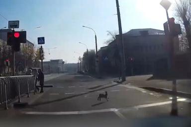 В центре Минска собака гналась за зайцем. Погоню заснял видеорегистратор