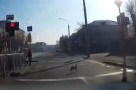 В центре Минска собака гналась за зайцем. Погоню заснял видеорегистратор